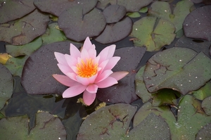 water-lily-2205954_960_720