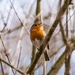 robin-2119871_960_720