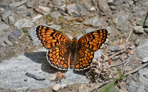 achtergrond-van-een-oranje-vlinder-op-de-grond-hd-vlinders-wallpa