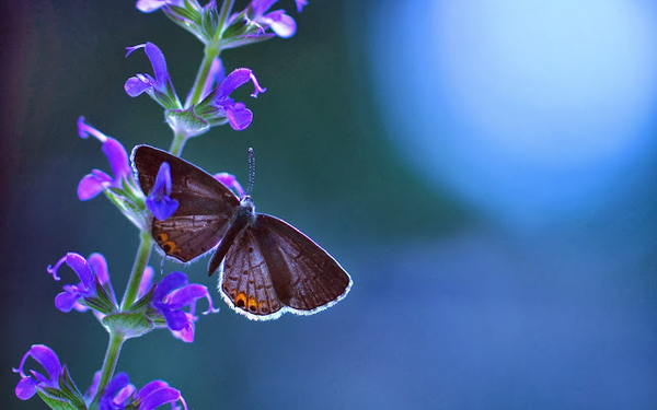 blauwe-wallpaper-met-vlinder-op-bloem-close-up-foto