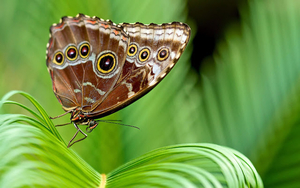 close-up-foto-bruine-vlinder-op-groene-plant-hd-vlinder-wallpaper