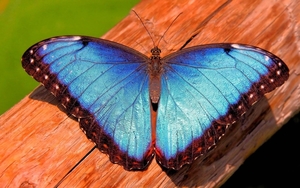 close-up-foto-grote-blauwe-vlinder-op-boomstam-wallpaper