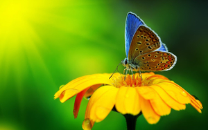 close-up-foto-vlinder-bloem-wallpaper-achtergrond