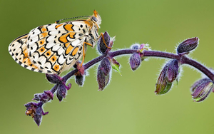 foto-van-een-mooie-vlinder-op-een-tak