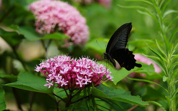 foto-van-een-zwarte-vlinder-op-een-roze-bloem-hd-vlinders-wallpap