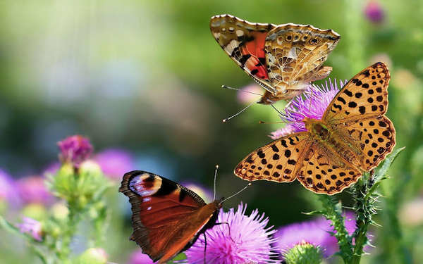 foto-van-vlinders-op-roze-bloemen-hd-vlinder-wallpaper