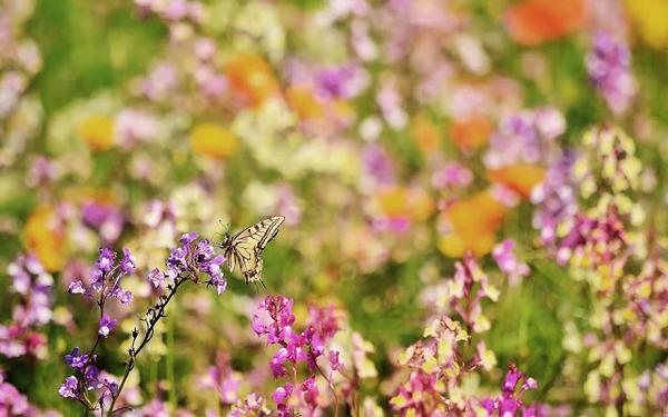 hd-achtergrond-met-een-mooie-vlinder-en-gekleurde-bloemen-wallpap