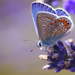 hd-achtergrond-met-een-mooie-vlinder-op-een-paarse-bloem