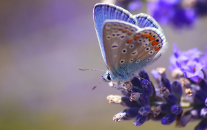 hd-achtergrond-met-een-mooie-vlinder-op-een-paarse-bloem