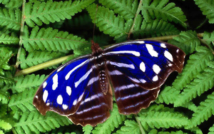 hd-blauwe-vlinder-op-een-tak-met-groene-bladeren-hd-vlinder-achte