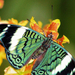 hd-groene-vlinder-wallpaper-vlinder-op-gele-bloem-achtergrond