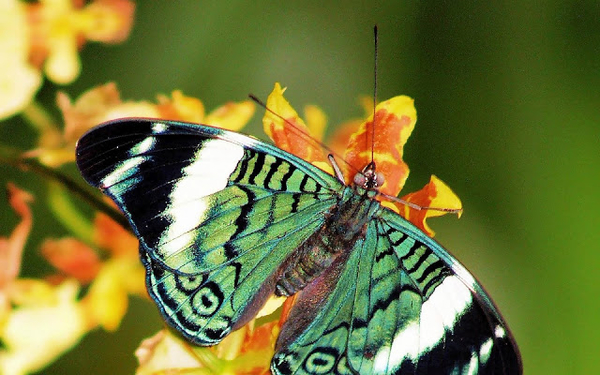 hd-groene-vlinder-wallpaper-vlinder-op-gele-bloem-achtergrond