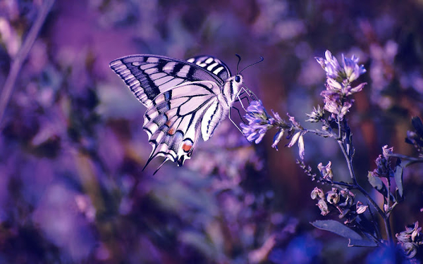 hd-mooie-achtergrond-met-vlinder-op-paarse-bloem-hd-vlinder-wallp