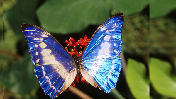 hd-vlinder-achtergrond-met-een-mooie-blauw-witte-vlinder-wallpape