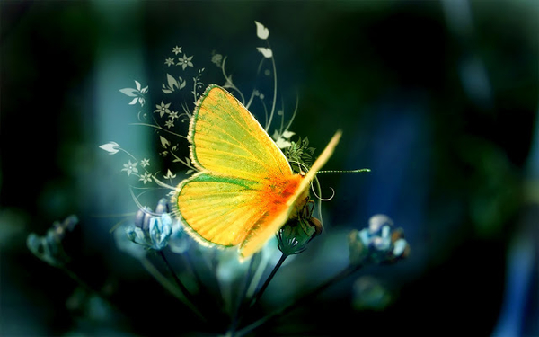 hd-vlinder-achtergrond-met-een-mooie-gele-vlinder-op-een-bloem-hd