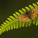 hd-vlinder-achtergrond-met-een-oranje-vlinder-op-een-groen-blad-h