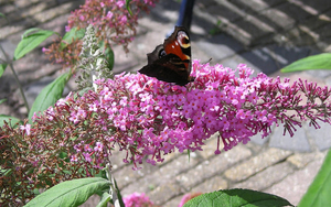 hd-vlinder-achtergrond-met-een-vlinder-op-roze-vlinderstruik-vlin