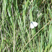 hd-vlinder-achtergrond-met-een-witte-vlinder-in-het-riet-vlinder-