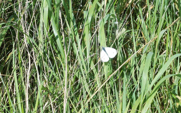 hd-vlinder-achtergrond-met-een-witte-vlinder-in-het-riet-vlinder-