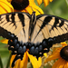 hd-vlinder-achtergrond-met-mooie-bruine-vlinder-op-gele-bloem-wal