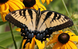 hd-vlinder-achtergrond-met-mooie-bruine-vlinder-op-gele-bloem-wal