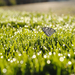 hd-vlinders-achtergrond-met-een-zwart-witte-vlinder-op-het-gras-v