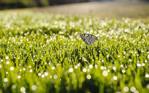 hd-vlinders-achtergrond-met-een-zwart-witte-vlinder-op-het-gras-v