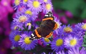 hd-vlinder-wallpaper-met-een-bruin-oranje-vlinder-op-een-paarse-b