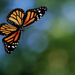 hd-vlinder-wallpaper-met-een-grote-vliegende-oranje-vlinder-achte