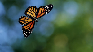 hd-vlinder-wallpaper-met-een-grote-vliegende-oranje-vlinder-achte