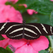 hd-vlinder-wallpaper-met-een-grote-zwart-witte-vlinder-op-roze-bl