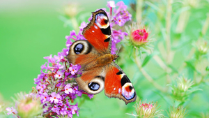 hd-vlinder-wallpaper-met-een-oranje-vlinder-op-een-roze-bloem-ach