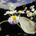 hd-vlinder-wallpaper-met-een-witte-vlinder-op-witte-bloem-en-zwar