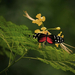 hd-vlinder-wallpaper-met-een-zwart-rode-vlinder-op-een-gele-bloem