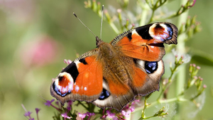hd-wallpaper-met-een-mooie-oranje-vlinder-hd-close-up-vlinder-ach