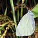hd-witte-vlinder-op-groen-blad-vlinder-wallpaper-foto