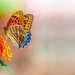 mooie-kleurrijke-vlinder-op-mooie-bloem-hd-vlinder-wallpaper