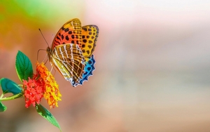 mooie-kleurrijke-vlinder-op-mooie-bloem-hd-vlinder-wallpaper