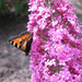 mooie-vlinder-achtergrond-met-een-vlinder-op-een-roze-vlinderstru