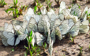 vlinder-wallpaper-met-witte-vlinders-op-de-grond-in-de-lente