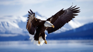 beautiful-eagle-with-spreading-wings-hd-eagle-wallpaper-animal