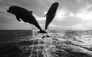 black-and-white-wallpaper-with-dolphins-jumping-out-of-the-water-