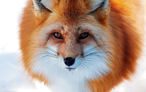 close-up-photo-of-a-red-fox-in-the-snow-hd-animals-wallpapers