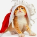 dieren-wallpaper-met-rood-katje-met-kerstmuts