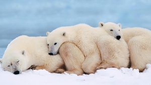 Polar_bears_family_PC_netbook