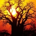 African_golden_sunset_netbook_backgrounds
