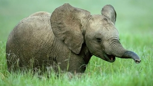 Baby_elephant_hd_laptop