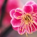 Beautiful_pink_flower_1366x768_background