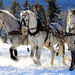 hd-wallpaper-with-horses-in-the-snow-pulling-a-sleigh