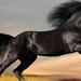 Arab_horse_Notebook_1366x768